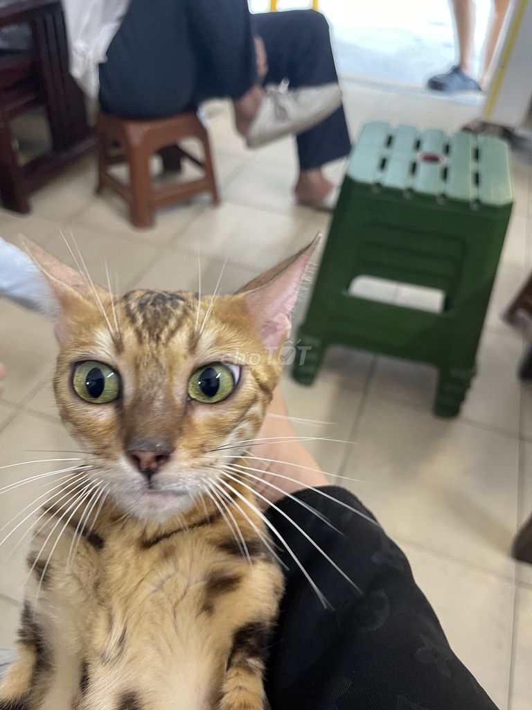 Mèo Bengal 4 tháng tuổi Vàng nâu đốm. Mua bán Mèo tại Quận Cầu Giấy Hà Nội được đăng bởi lehai ide hình 1