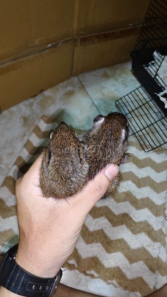 sóc đất baby. Mua bán Thú cưng khác tại Huyện Bàu Bàng Bình Dương được đăng bởi Thanh Thống  hình 1