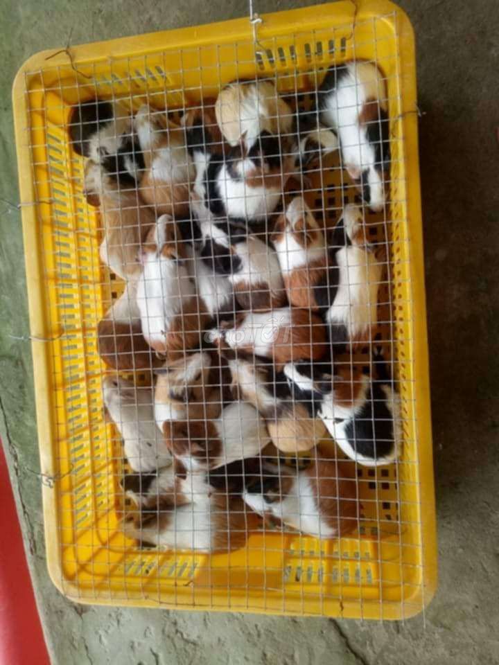 Bọ ú chuột lang nhiều màu. Mua bán Thú cưng khác tại Thị xã Gò Công Tiền Giang được đăng bởi hieu  hình 1