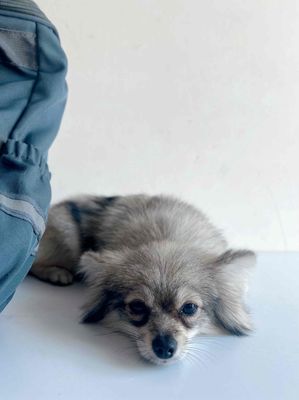 🐾 SPA THÚ CƯNG TẠI NHÀ – KANGPET 🛁✨. Mua bán Phụ kiện, Thức ăn, Dịch vụ tại Quận 4 Tp Hồ Chí Minh được đăng bởi Thành Khang