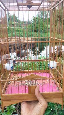 Sâu đầu đỏ chuyền 2805. Mua bán Chim tại Quận Bình Tân Tp Hồ Chí Minh được đăng bởi Phạm Tuấn