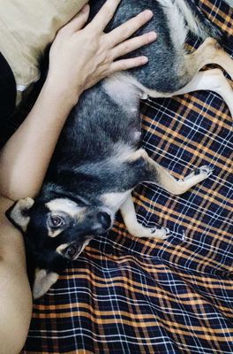 Chó Husgy lông sát sạch sẽ, thân thiện