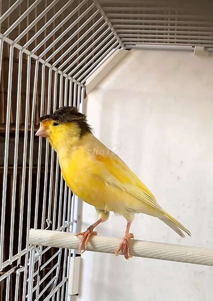 Chim Hoàng Yến cái màu vàng. Mua bán Chim tại Quận 12 Tp Hồ Chí Minh được đăng bởi Tân Dương  hình 1