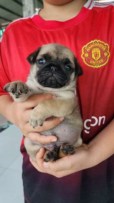 Pug  mặt xệ thuần chủng.khỏe mạnh