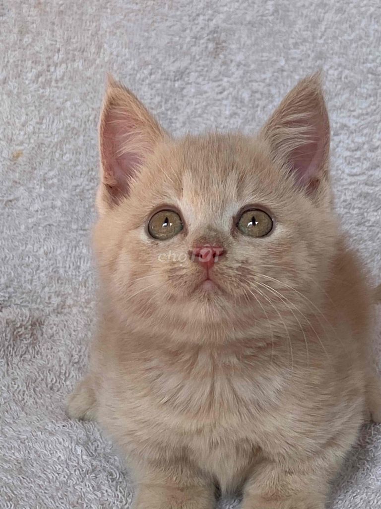 mèo anh lông ngắn cream đực hơn 2th. Mua bán Mèo tại Quận 8 Tp Hồ Chí Minh được đăng bởi Mèo Meo hình 4