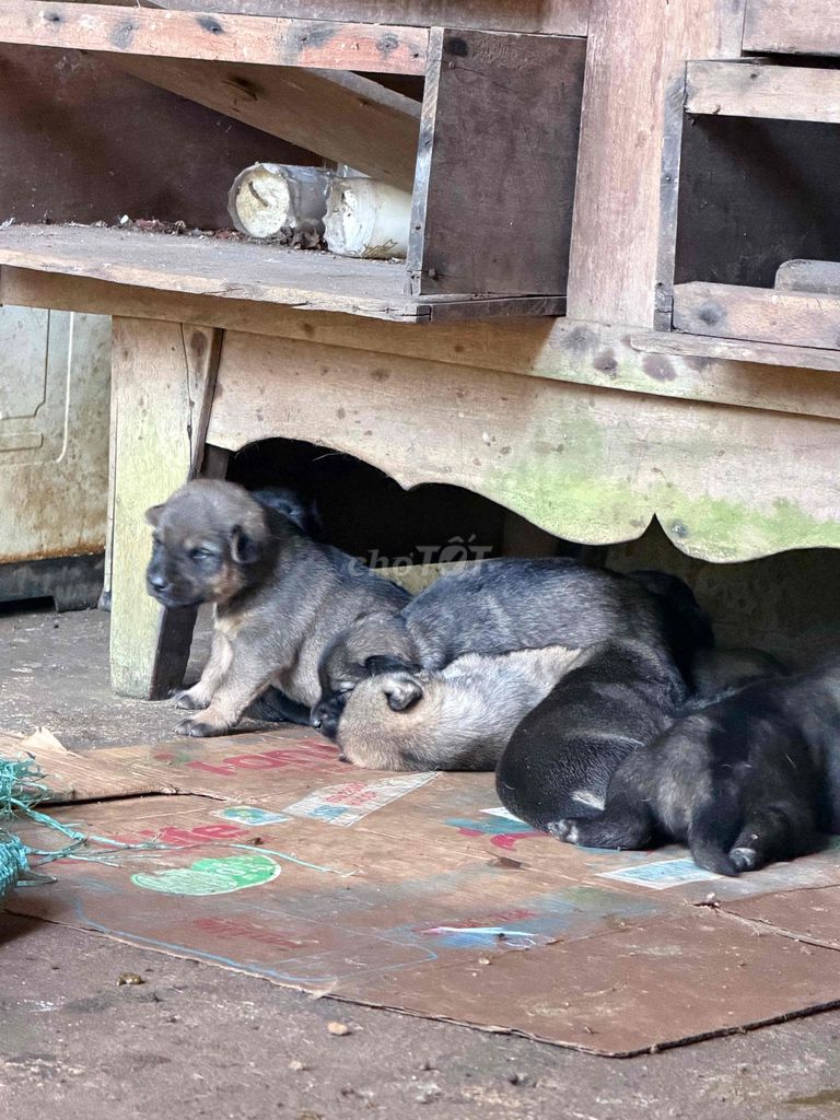 vừa tặng vừa bán chó cỏ lai nhật và Phú Quốc. Mua bán Chó tại Huyện Định Quán Đồng Nai được đăng bởi Vân Ami hình 1