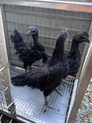 gà indo mặt quỷ. Mua bán Gà tại Thành phố Biên Hòa Đồng Nai được đăng bởi ĐỖ HUY QUANG