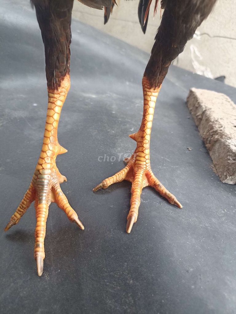 Điều vàng 1kg2