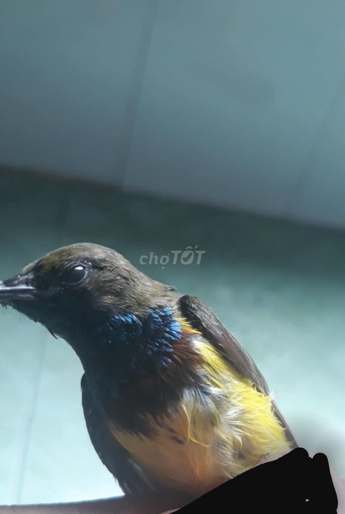 Chim Hút Mật 5mau. Mua bán Chim tại Thành phố Sóc Trăng Sóc Trăng được đăng bởi Trần Thịnh hình 1