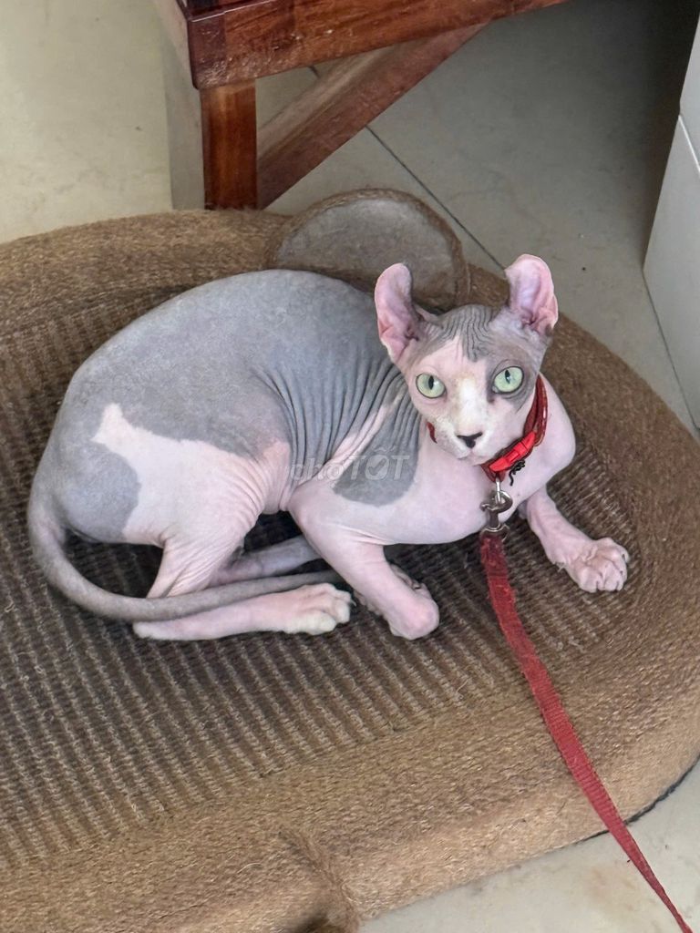 Mèo Sphynx cái 15 tháng xám trắng đã tiêm. Mua bán Mèo tại Quận Phú Nhuận Tp Hồ Chí Minh được đăng bởi Phương Thảo hình 1