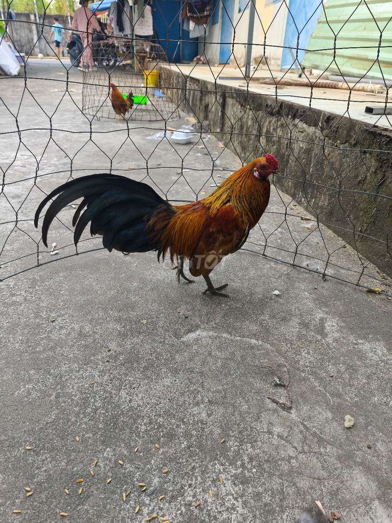 Gà tre 8 lạng Đực. Mua bán Gà tại Huyện Long Thành Đồng Nai được đăng bởi Liêm Danh hình 1