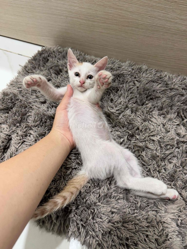 Mèo nhà đẻ trắng đuôi cam xinh xắn tròn trịa
