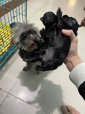 Chó Poodle con Đen Xám