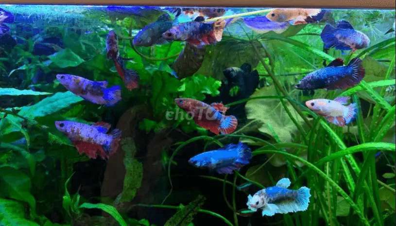 250k 25 con. Mua bán Thú cưng khác tại Huyện Lấp Vò Đồng Tháp được đăng bởi Đăng Khoa hình 2