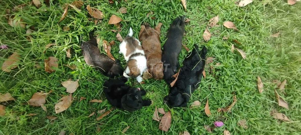 Chó Poodle lai Phú Quốc. Mua bán Chó tại Quận Cái Răng Cần Thơ được đăng bởi thư nguyễn hình 1