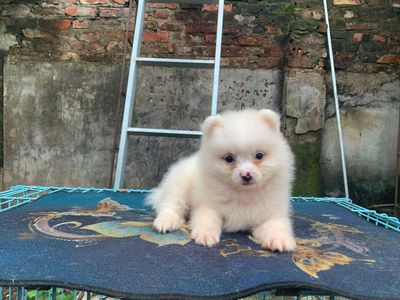 Phóc sóc f1 mini. Mua bán Chó tại Quận Hải Châu Đà Nẵng được đăng bởi xuandung