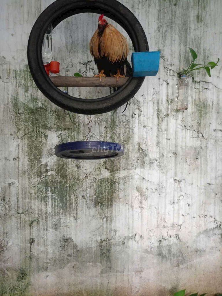 Sắp đi làm xa không có thời gian chăm sóc. Mua bán Gà tại Huyện Thuận Thành Bắc Ninh được đăng bởi Nguyễn công chuẩn  hình 1