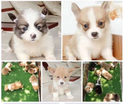 Trại Chó Hoàng Dũng: Corgi Đẹp