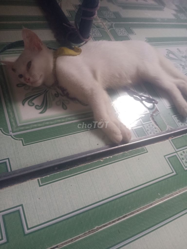 Mèo Trắng, Vàng cam. Mua bán Mèo tại Quận Thanh Xuân Hà Nội được đăng bởi Hạnh Ebe hình 1