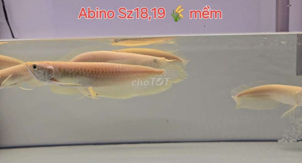 Abino Sz18,19 hàng nhập khẩu indo