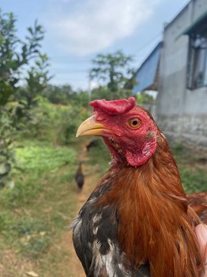 Gà Butcher cuban 9l. Mua bán Gà tại Huyện Cẩm Mỹ Đồng Nai được đăng bởi Ngô an khang