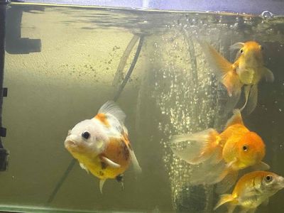 thanh lý cá vàng oranda