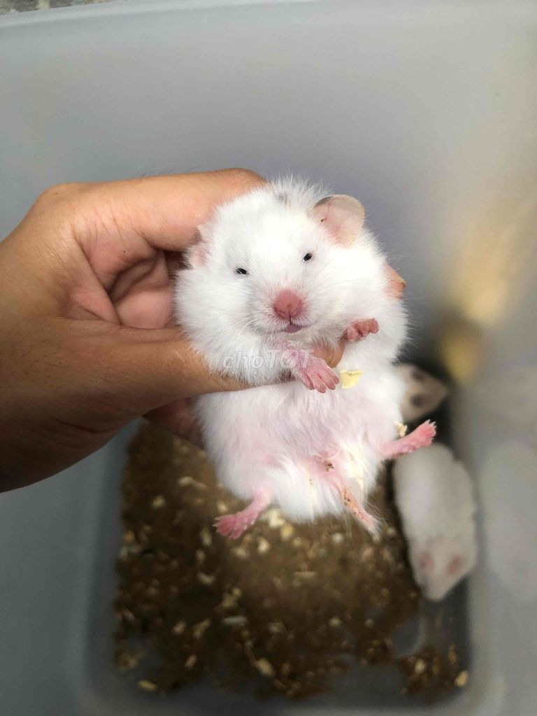Chuột Hamster Bear xù lai tạng Trắng. Mua bán Thú cưng khác tại Quận Bình Tân Tp Hồ Chí Minh được đăng bởi Ở trọ bày đặt bán chụtt hình 1