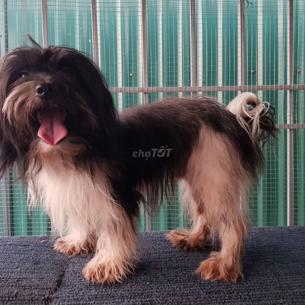 Chó poodle bò sữa đực