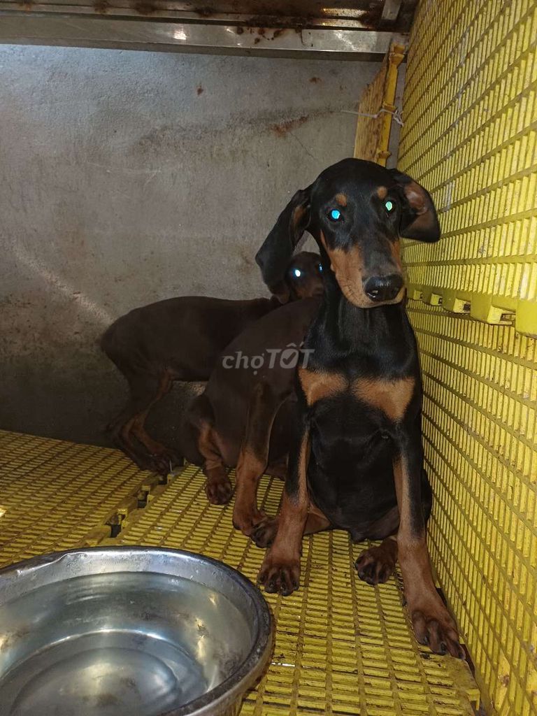 Chó Doberman con khỏe mạnh. Mua bán Chó tại Huyện An Lão Hải Phòng được đăng bởi Ngoc phi hình 3