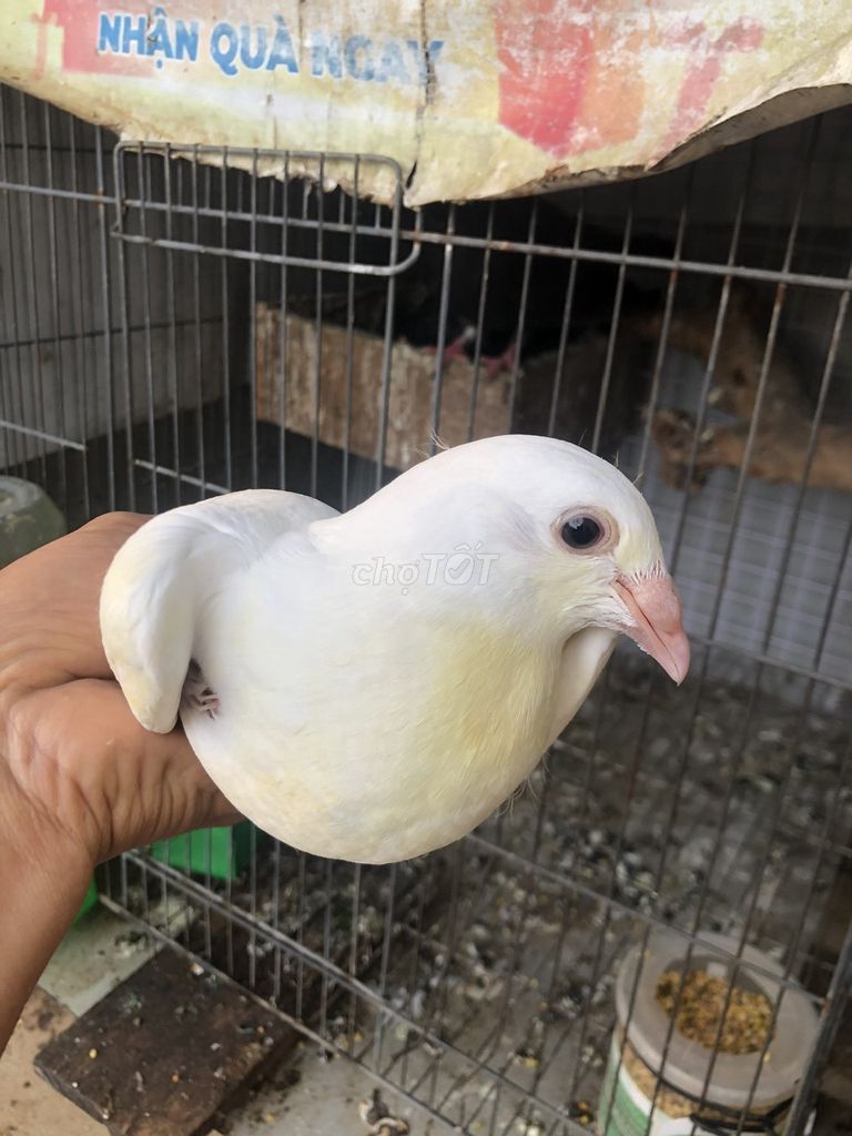 Chim bồ câu Thái Trắng Chim con. Mua bán Chim tại Quận Gò Vấp Tp Hồ Chí Minh được đăng bởi nguyen an ninh hình 1