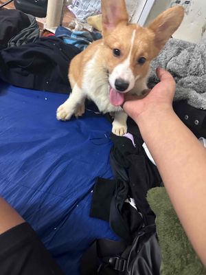 Chó Corgi cái 4 tháng đã tiêm