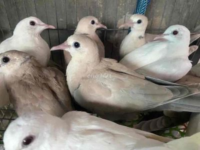 Chim cu pháp. Mua bán Chim tại Thành phố Thuận An Bình Dương được đăng bởi Nguyen Ngoc Kim Ngan