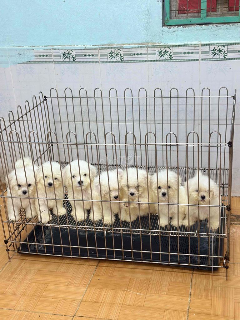 bichon sinh sản tại nhà hàng cao cấp. Mua bán Chó tại Quận Ngũ Hành Sơn Đà Nẵng được đăng bởi An Pet hình 6
