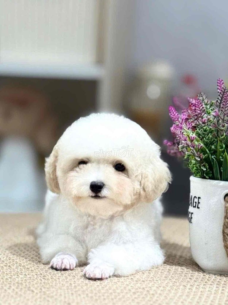 Poodle size chuẩn tiny. Mua bán Chó tại Quận Ninh Kiều Cần Thơ được đăng bởi Nguyễn Dương hình 1