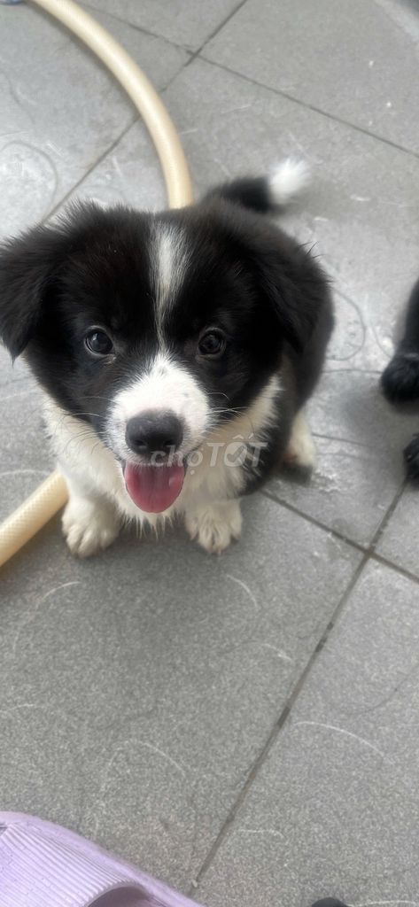 Chó Corgi lai 2 tháng tuổi. Mua bán Chó tại Quận Tân Phú Tp Hồ Chí Minh được đăng bởi Tâm Tuệ hình 1