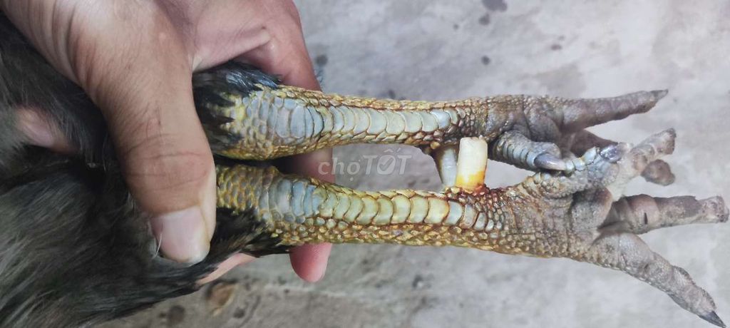 Xam chân xanh 3k3 hang cho ae choi liền