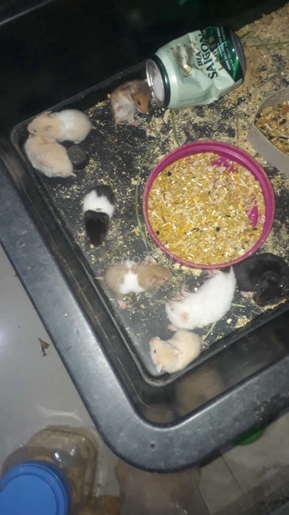 Chuột Hamster