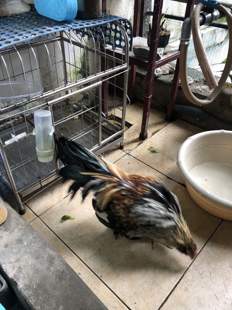 Gà tân châu chuối trắng, ngực đen, đuôi dài. Mua bán Gà tại Huyện Thanh Trì Hà Nội được đăng bởi Luong Chinh hình 2