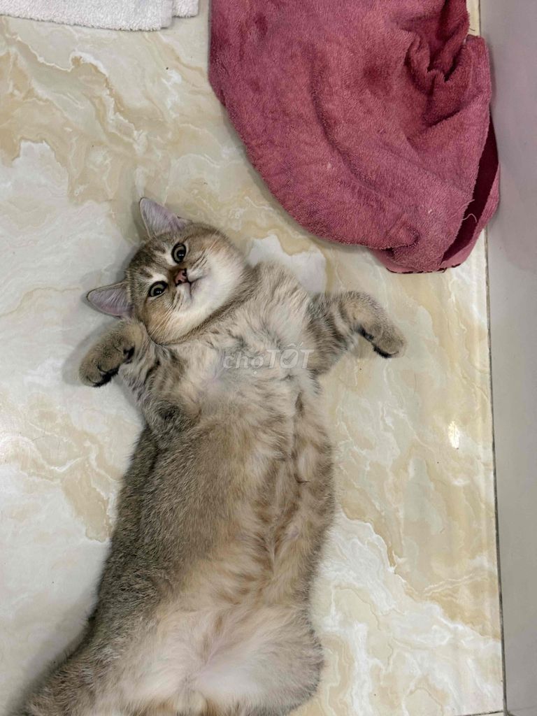 MÈO ALN GOLDEN - FORM TO, MẶT NỌNG - 4 THÁNG TUỔI. Mua bán Mèo tại Quận Bình Tân Tp Hồ Chí Minh được đăng bởi Bảo Nhi hình 1