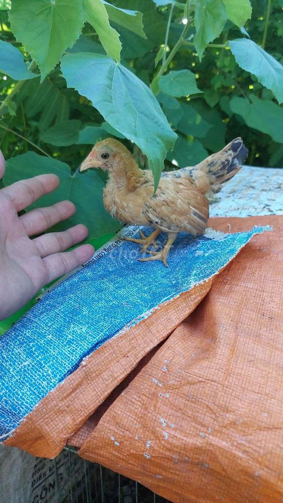 Gà tre trống Vàng bông. Mua bán Gà tại Quận 8 Tp Hồ Chí Minh được đăng bởi Anh Khang hình 1