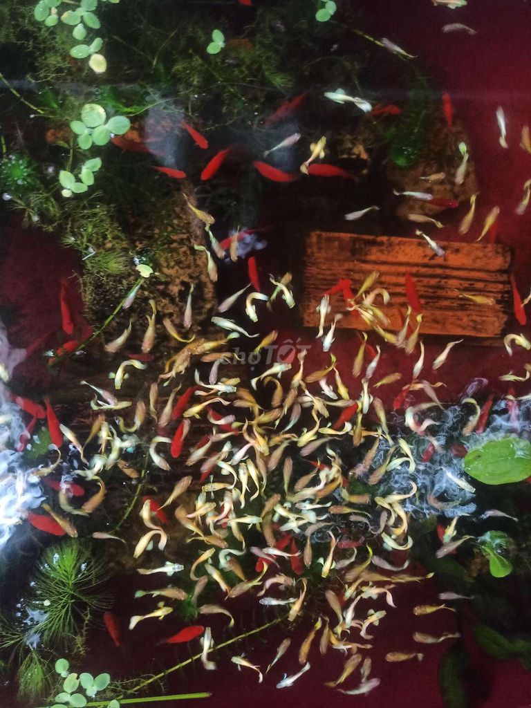 7mau full gold 4k cá mún hot lưu 3k.mua 10tag 1