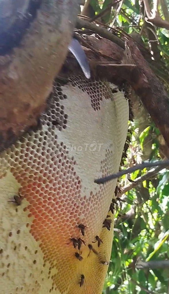 Mật ong rừng. Mua bán Đồ ăn, thực phẩm và các loại khác tại Thành phố Tam Điệp Ninh Bình được đăng bởi Hoàng Thương  hình 1