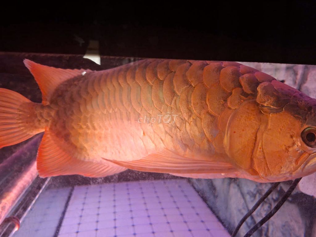 Cá Kim Long Quá Bối 0.65m  hồ  và Huyết Long 0.5 m. Mua bán Thú cưng khác tại Quận 7 Tp Hồ Chí Minh được đăng bởi Nguyen Vu Tran hình 1