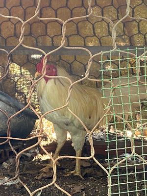 ban gà  tơ trạng lớn 2kí 1 cần chia lại. Mua bán Gà tại Quận 12 Tp Hồ Chí Minh được đăng bởi Trần Huy Bảo