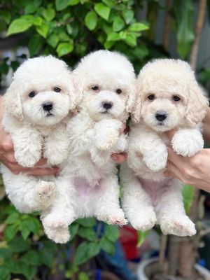 chó Poodle bầy 3 bé mầu trắng tìm nhà mới. Mua bán Chó tại Quận Hai Bà Trưng Hà Nội được đăng bởi Nguyễn Hữu