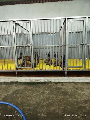 Chó Malinois con đã biết giữ nhà 