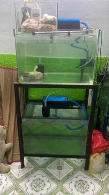 Hồ cá kính 60x40x40cm. Mua bán Phụ kiện, Thức ăn, Dịch vụ tại Thành phố Thủ Đức Tp Hồ Chí Minh được đăng bởi Nam