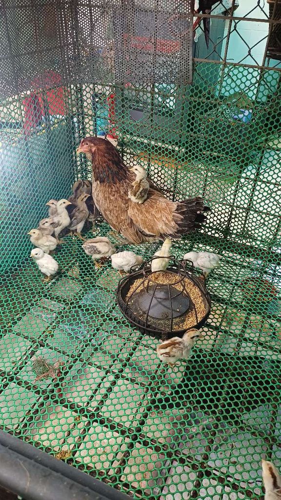 Gà Mỹ Siwater mái con 19 con đầy đủ vắc xin. Mua bán Gà tại Huyện Bình Chánh Tp Hồ Chí Minh được đăng bởi Dinh Tam hình 1