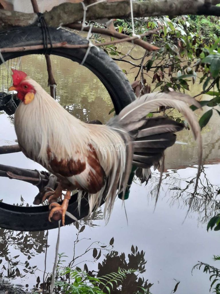Gà cảnh nhiều màu. Mua bán Gà tại Huyện An Lão Hải Phòng được đăng bởi phong hình 1
