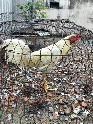 Bướm 3kg6
